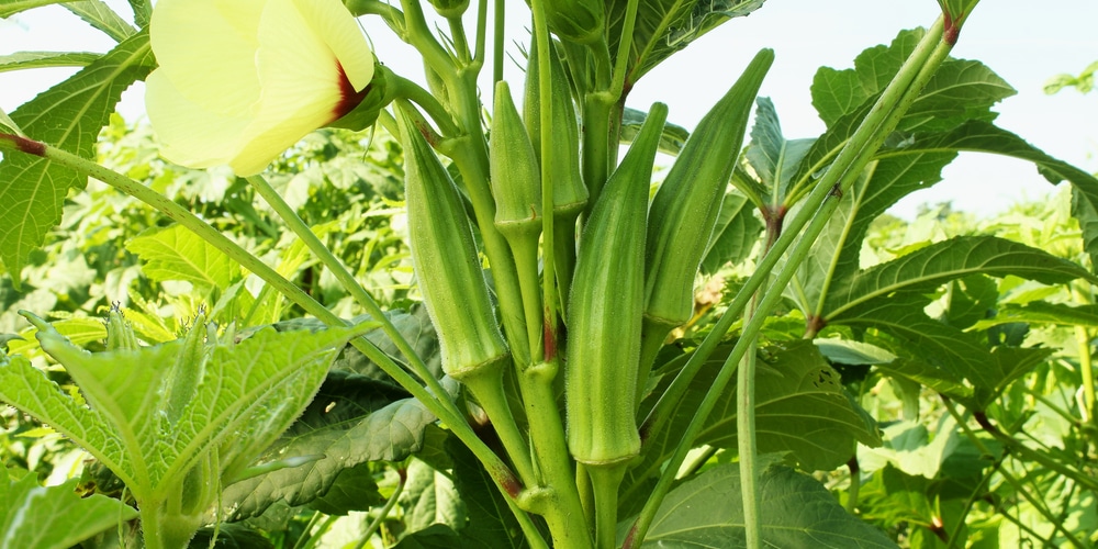 what not to plant near okra