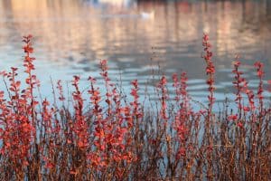 orange rocket barberry in winter