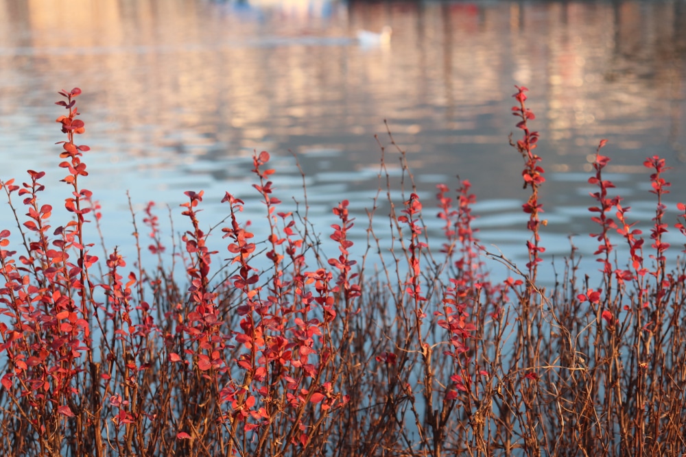 Image of Orange rocket barberry berries in winter