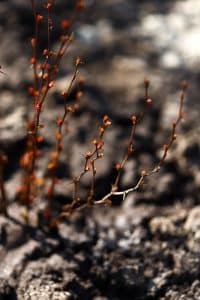 orange rocket barberry in winter