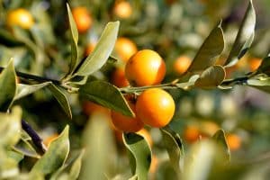 When To Fertilize Citrus Trees in Arizona