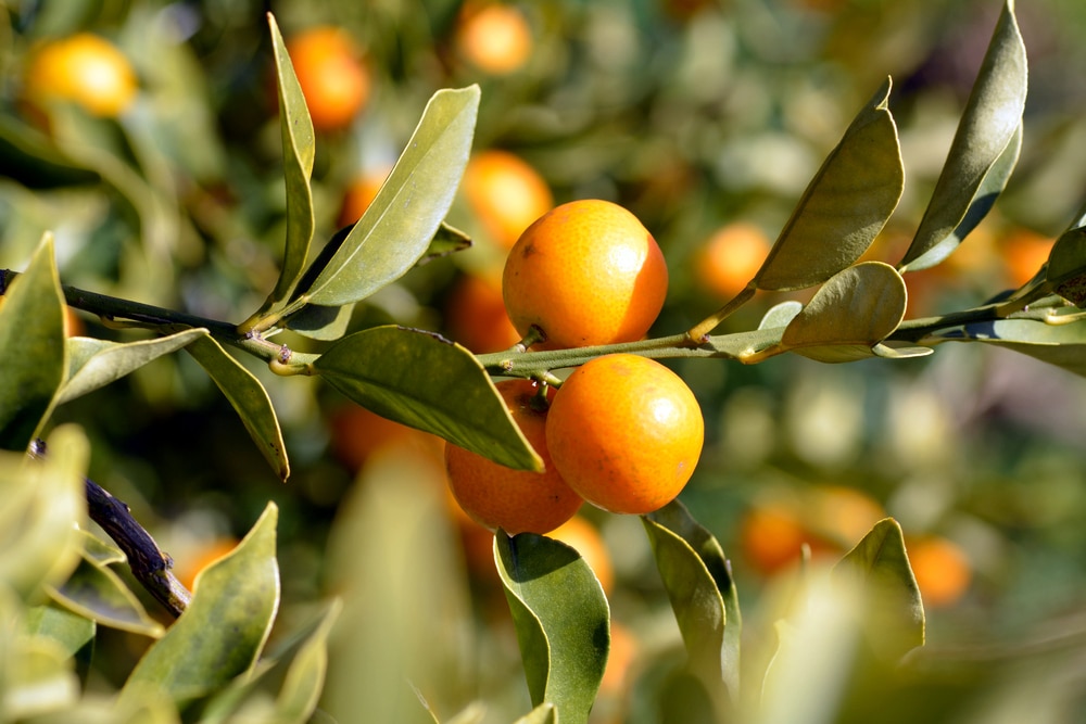 orange tree leaves are yellow