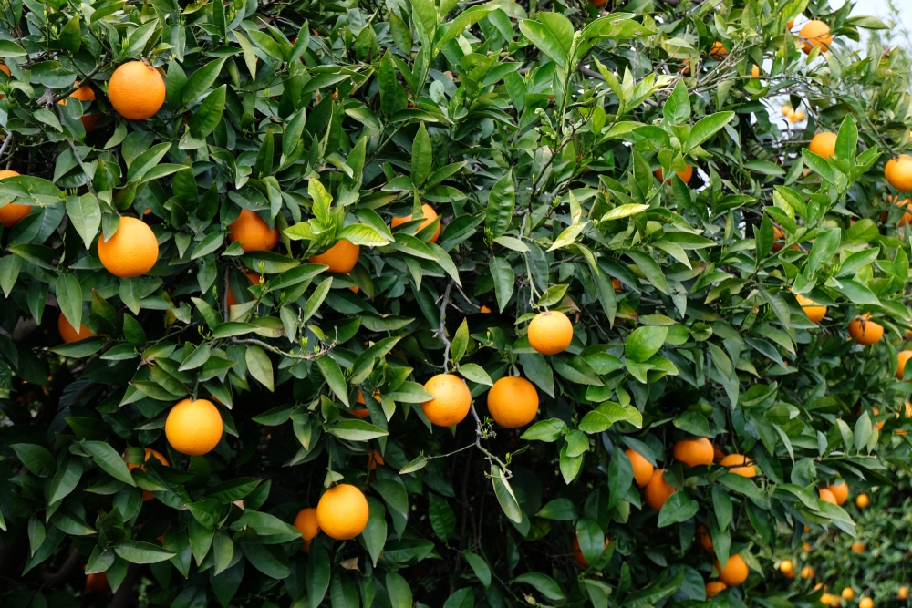 orange tree leaves are yellow