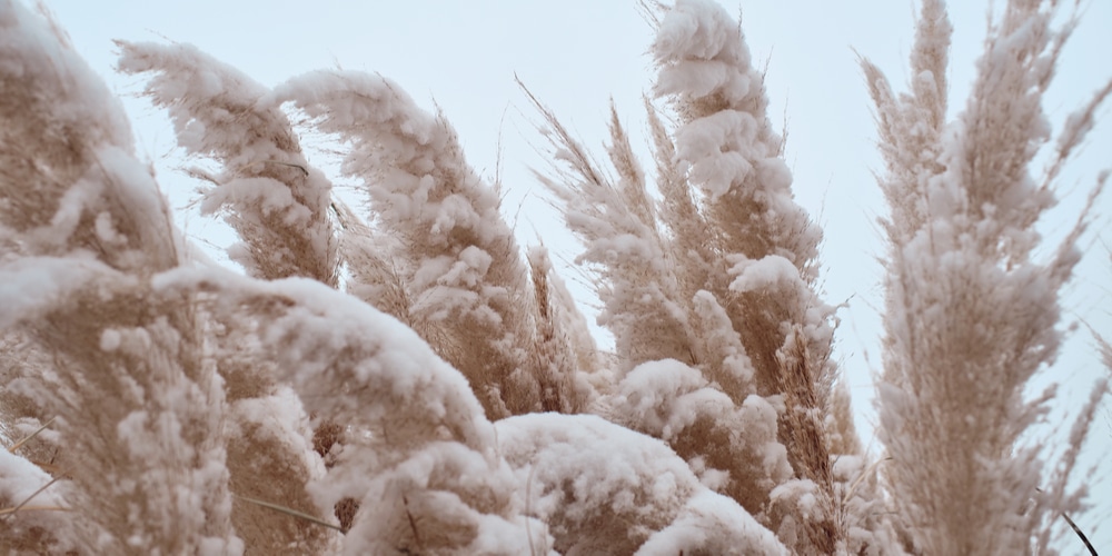 Pampas Grass in Winter