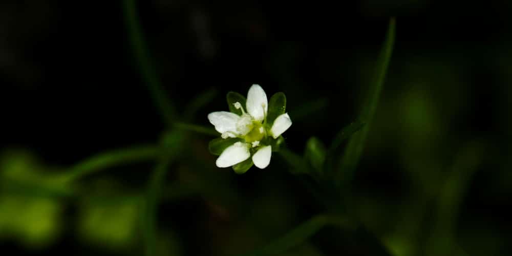 pearlwort