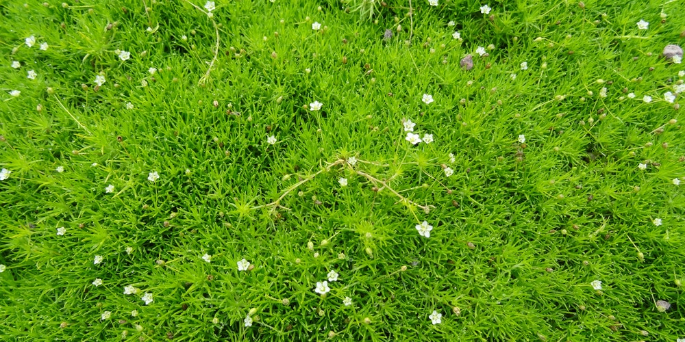 pearlwort