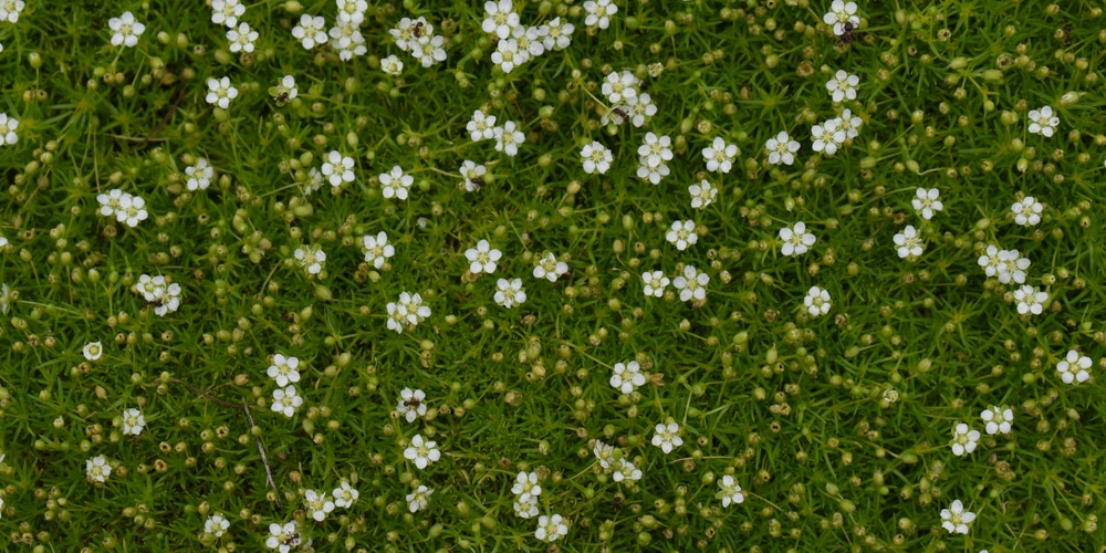 pearlwort