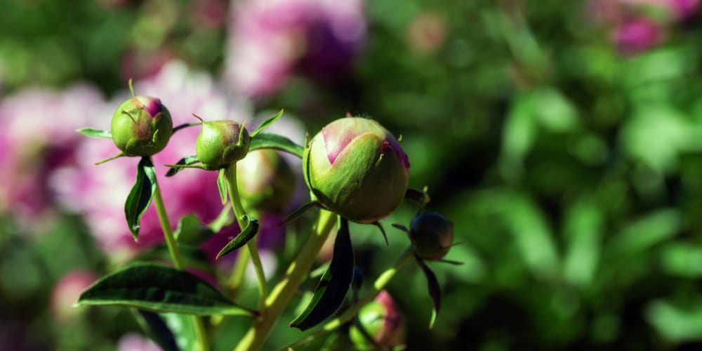 peony growth stages