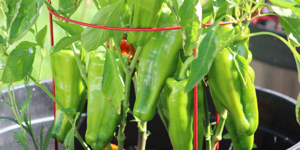 do bell peppers need cages