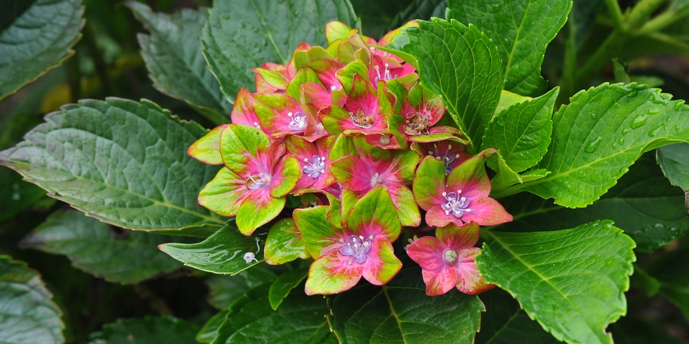 pistachio hydrangea care