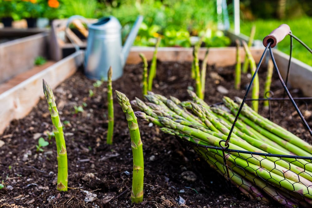 planting asparagus in pots