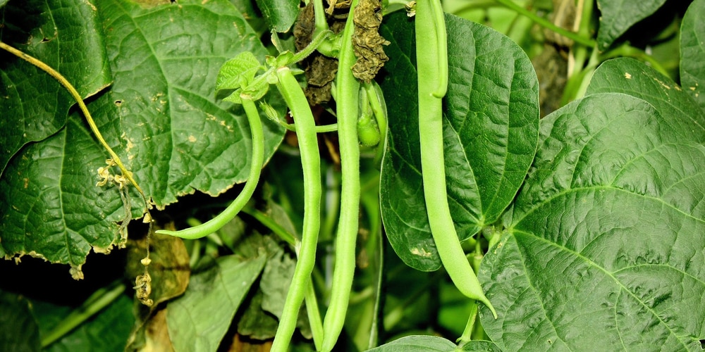 planting kentucky wonder pole beans