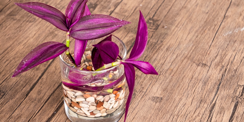 how to propagate wandering jew