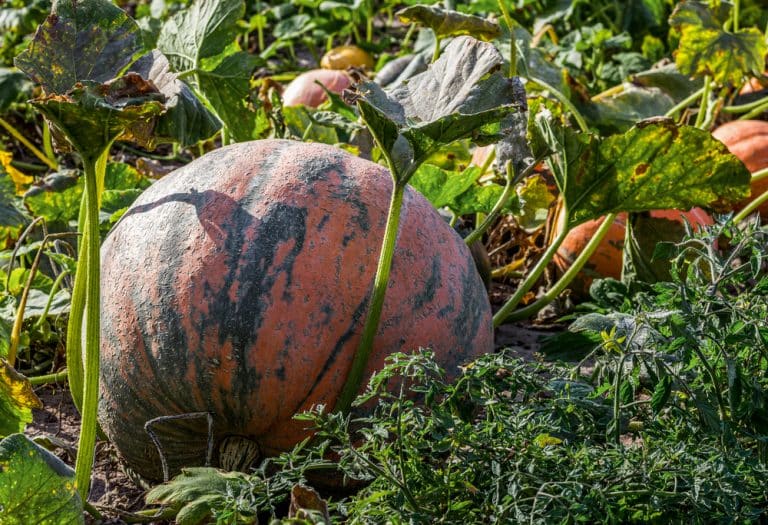 Pumpkin Leaves Turning Yellow Common Causes GFL Outdoors