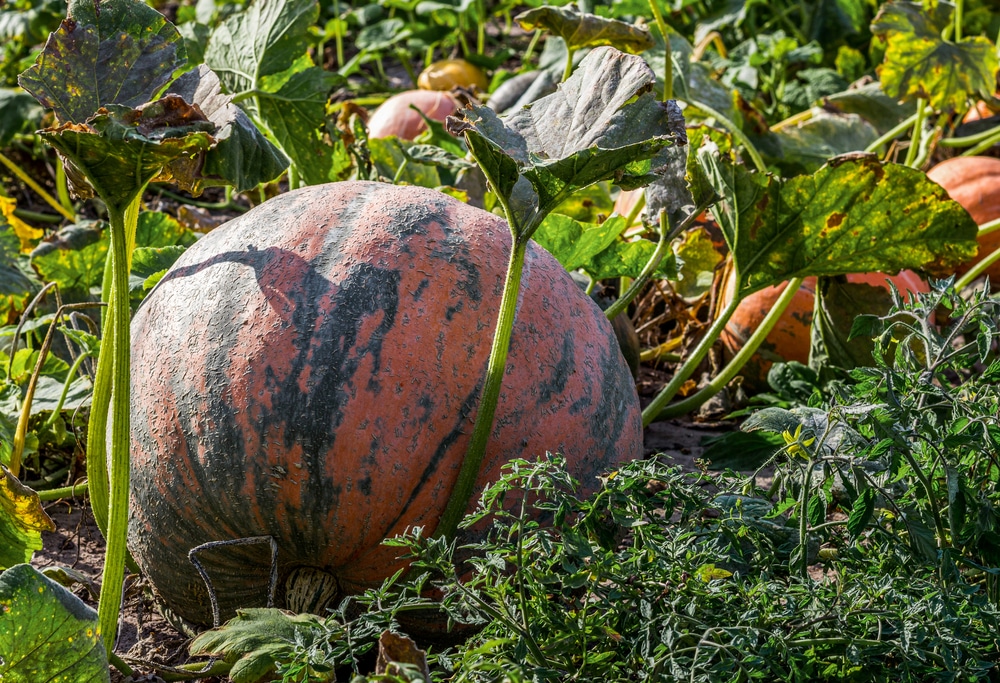 pumpkin leaves turning yellow