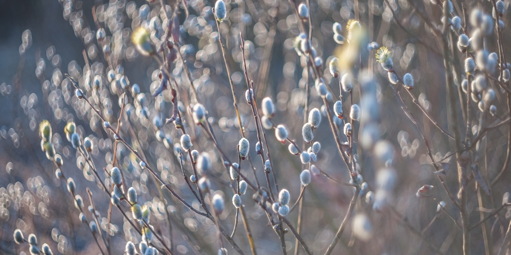 when do pussy willows bloom