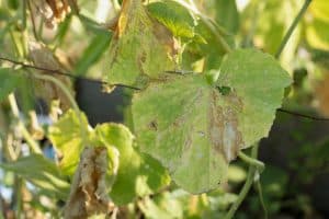 pythium blight baking soda