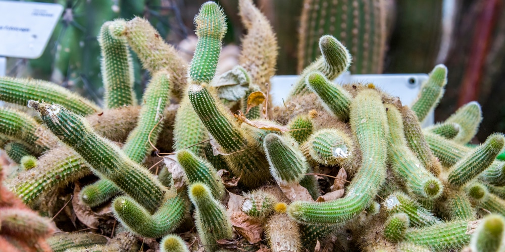 Cactus Shrinking