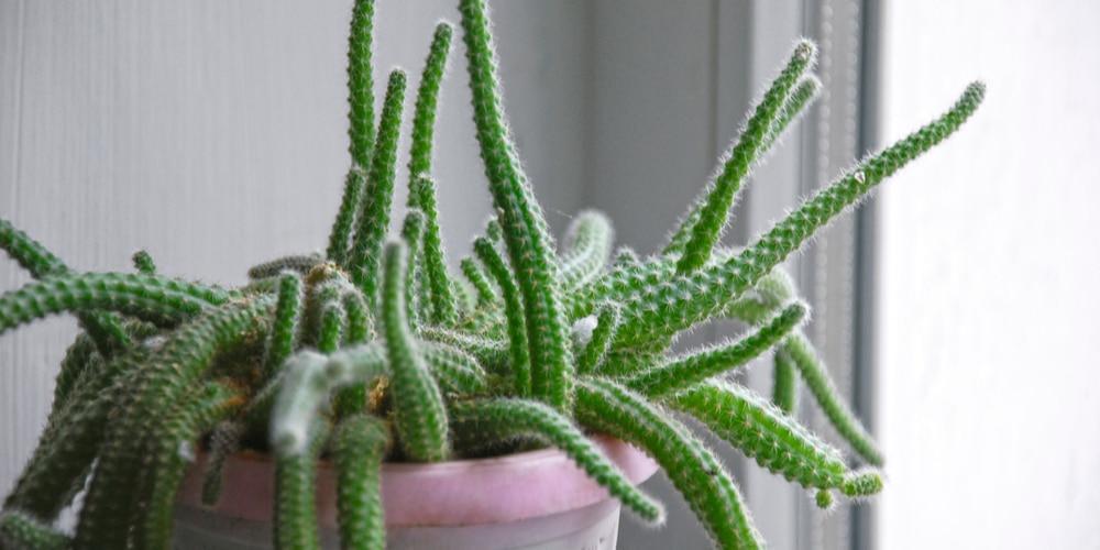 dog tail cactus