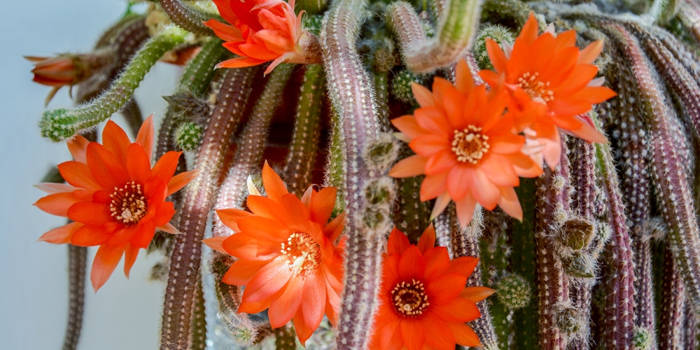 rat tail cactus