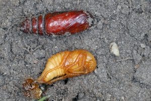 Red Grub in Soil