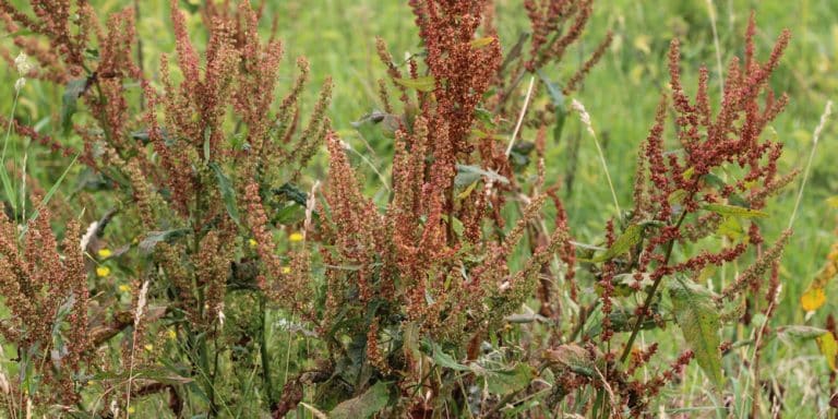 Red Sorrel: How to Get Rid of the Weed – GFL Outdoors