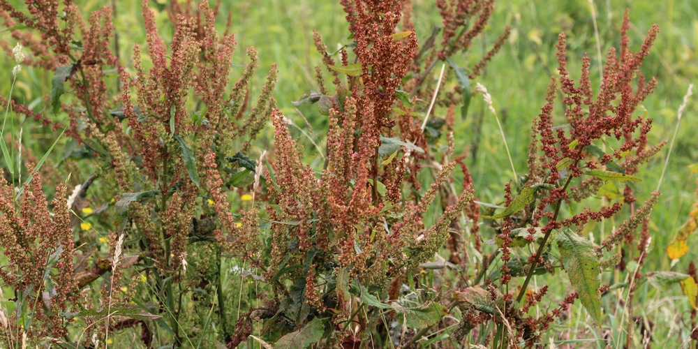 Red Sorrel