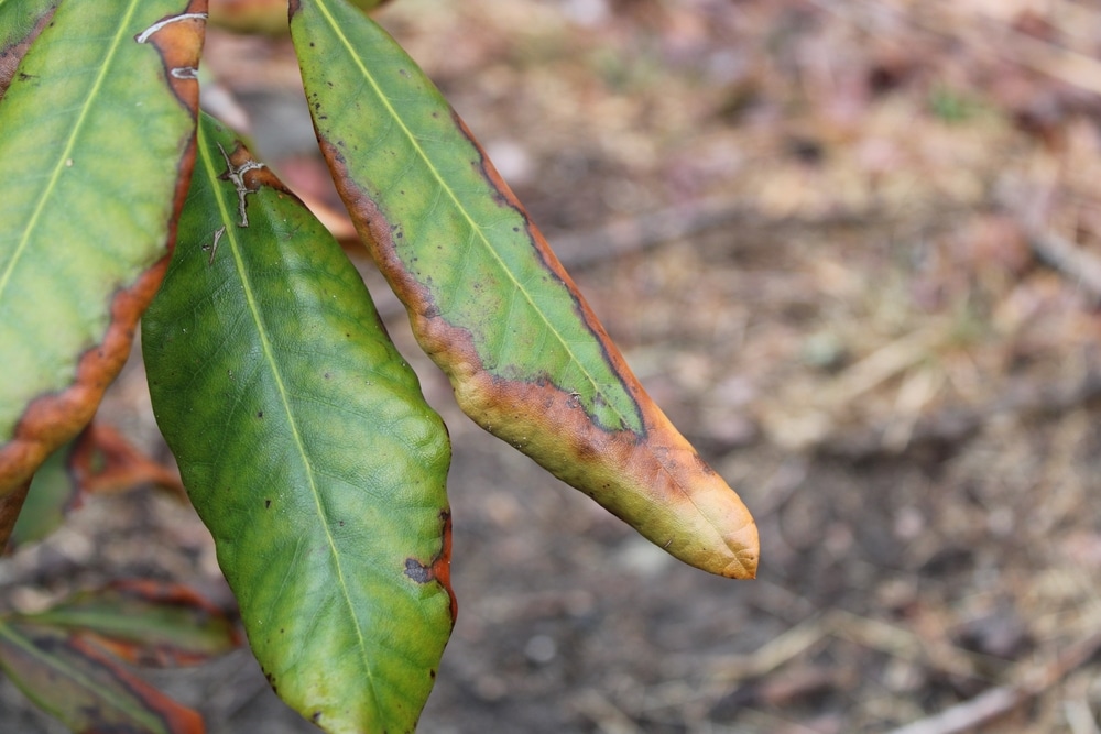 rhodo leaves yellowing