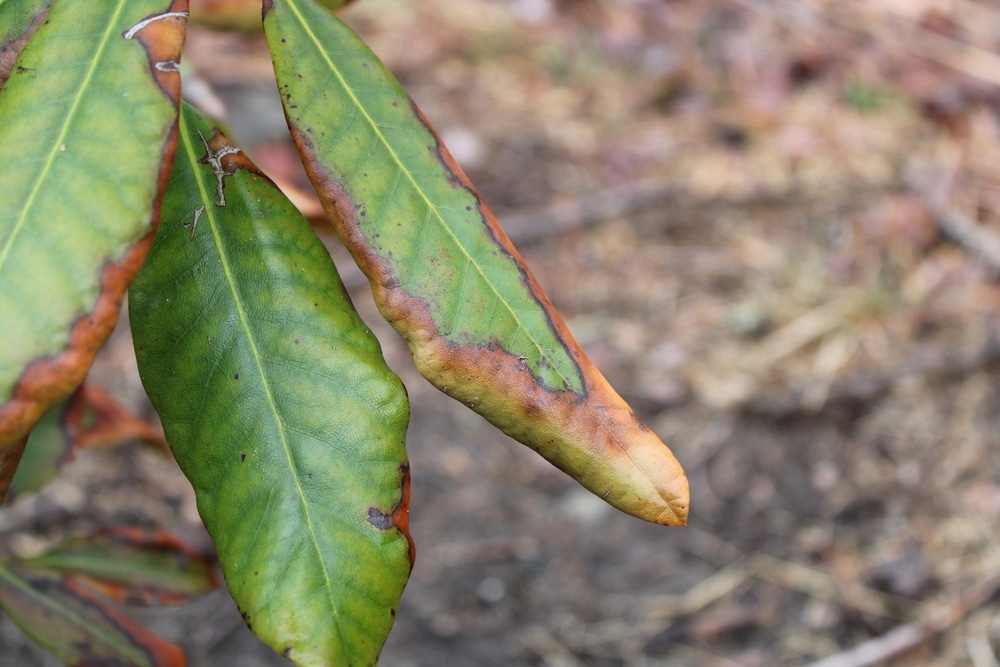 rhododendron yellow leaves