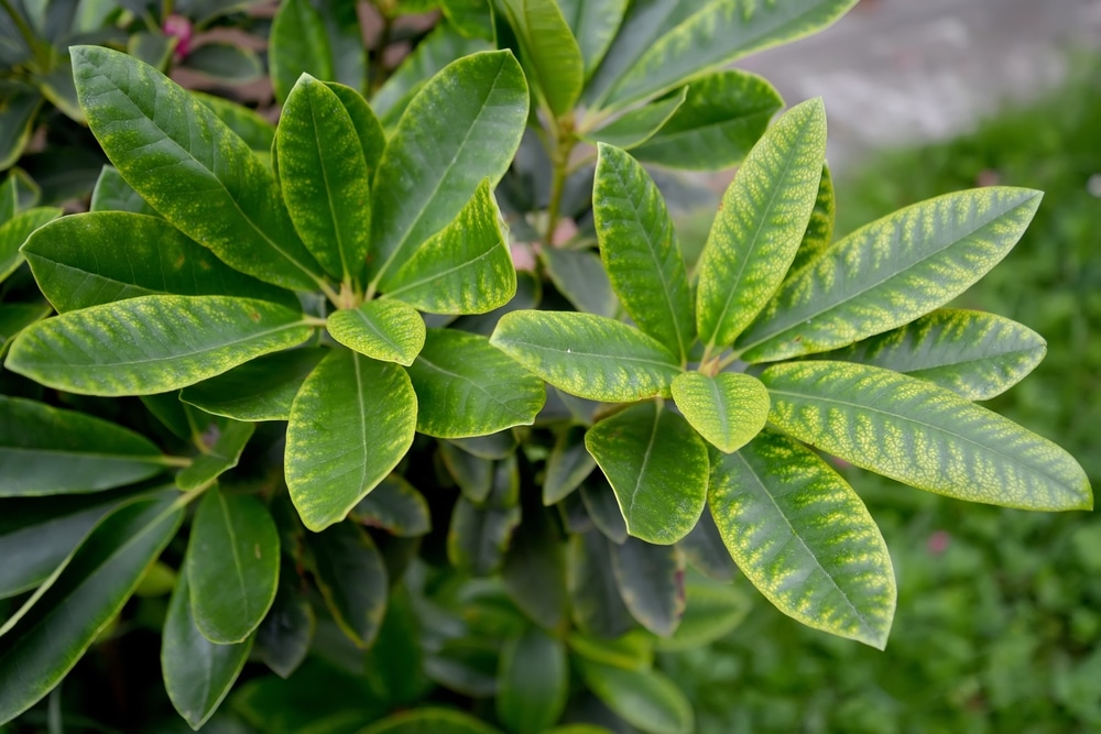 rhodo leaves yellowing