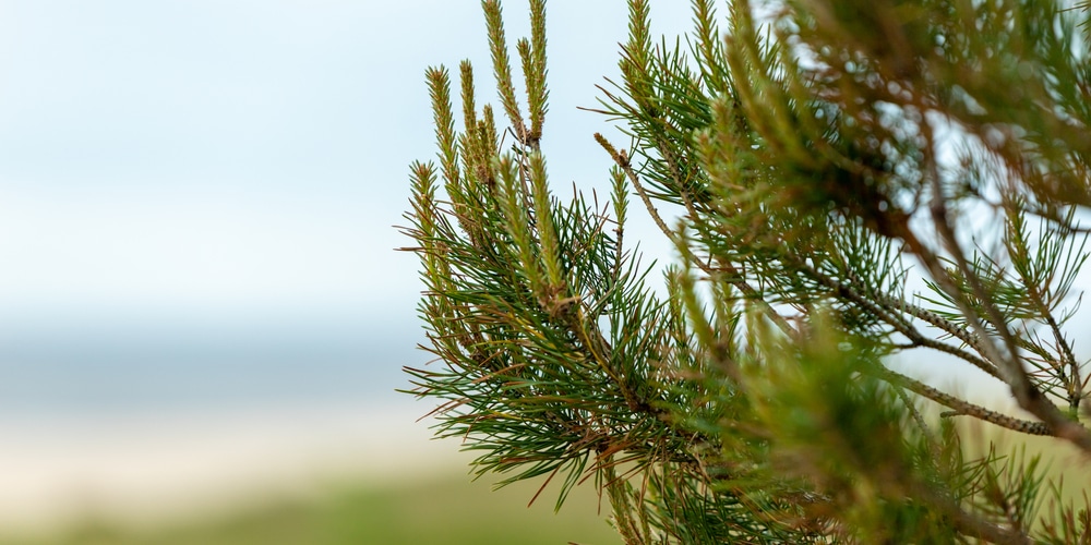 sand pine christmas tree