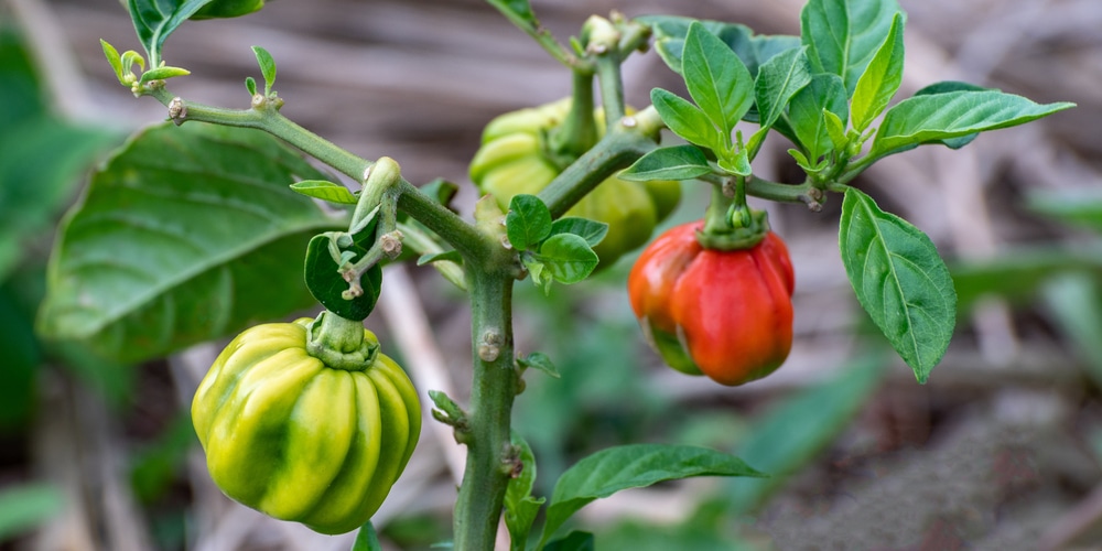 growing scotch bonnet peppers