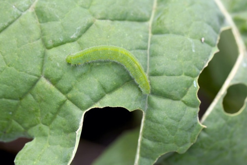 will dish soap kill cabbage worms