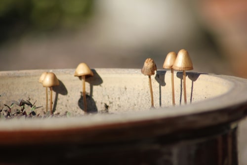 mushroom growing in potted plant