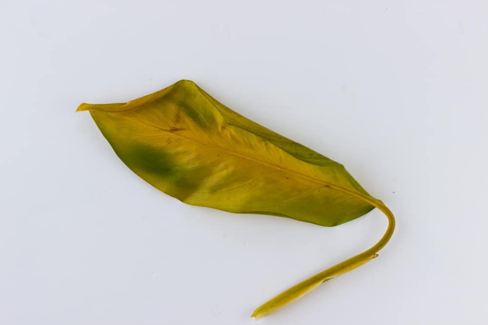 dieffenbachia yellow leaves