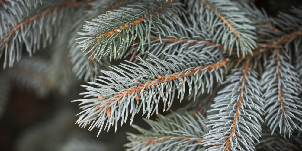 silvertip christmas tree