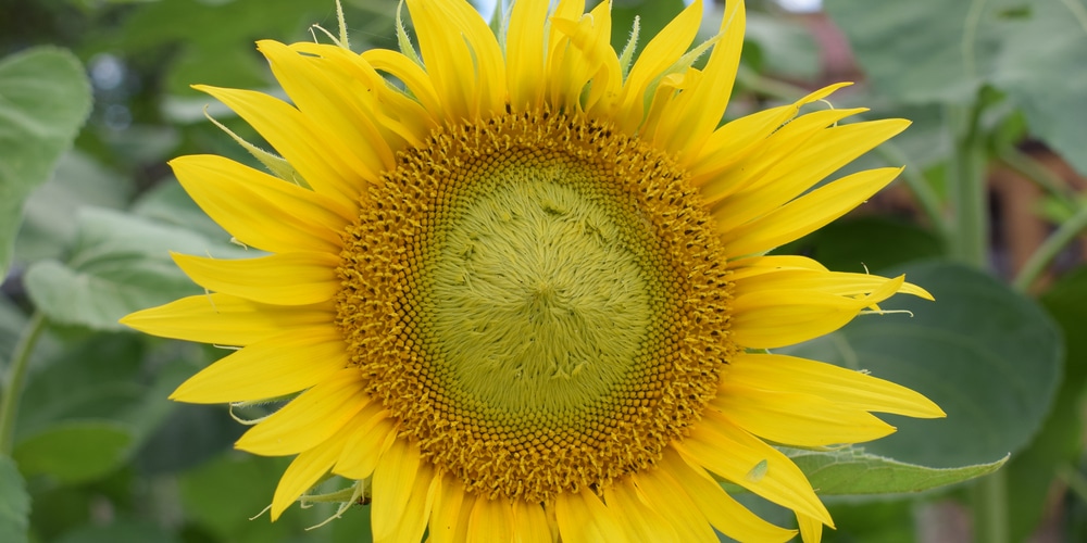 Are Sunflowers Fall Flowers