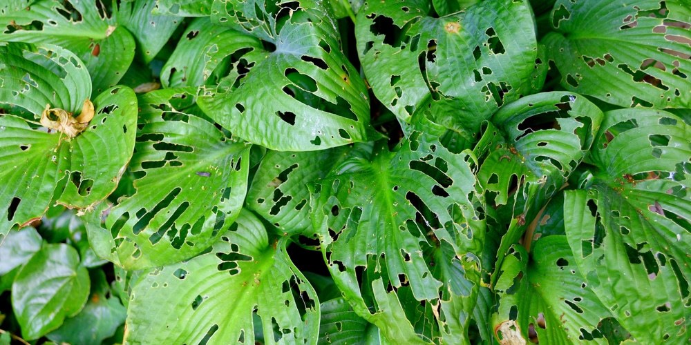 slugs in hostas