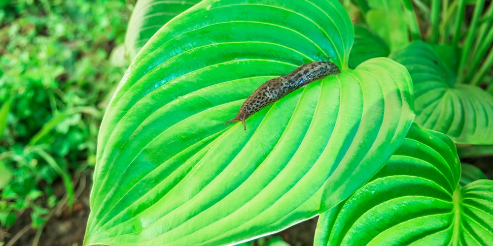 slugs in hostas