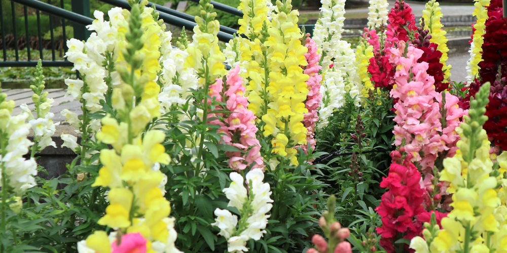 Do Snapdragons Bloom All Summer?