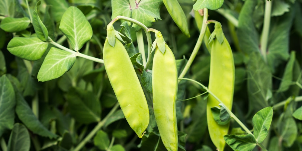 growing snow peas