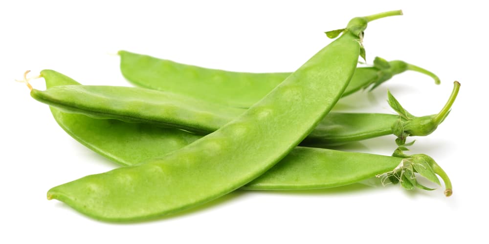 harvest peas (when to pick peas)