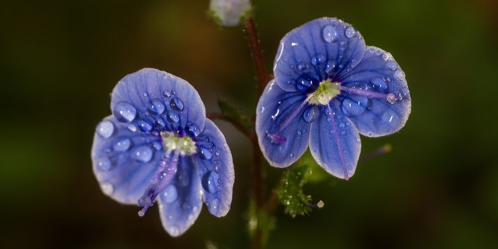 little blue flowers in grass