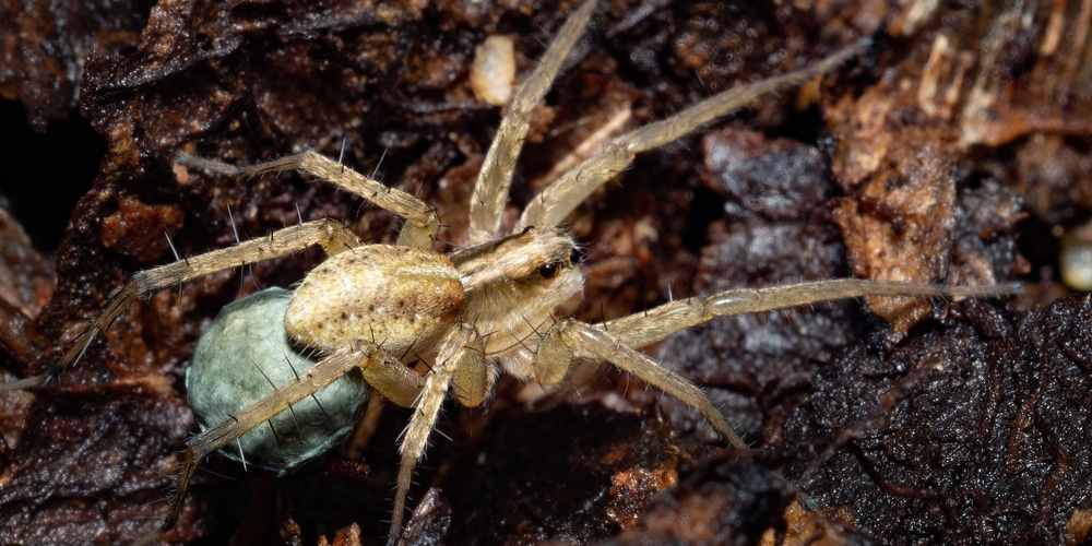 Spider Eggs in Plant Soil