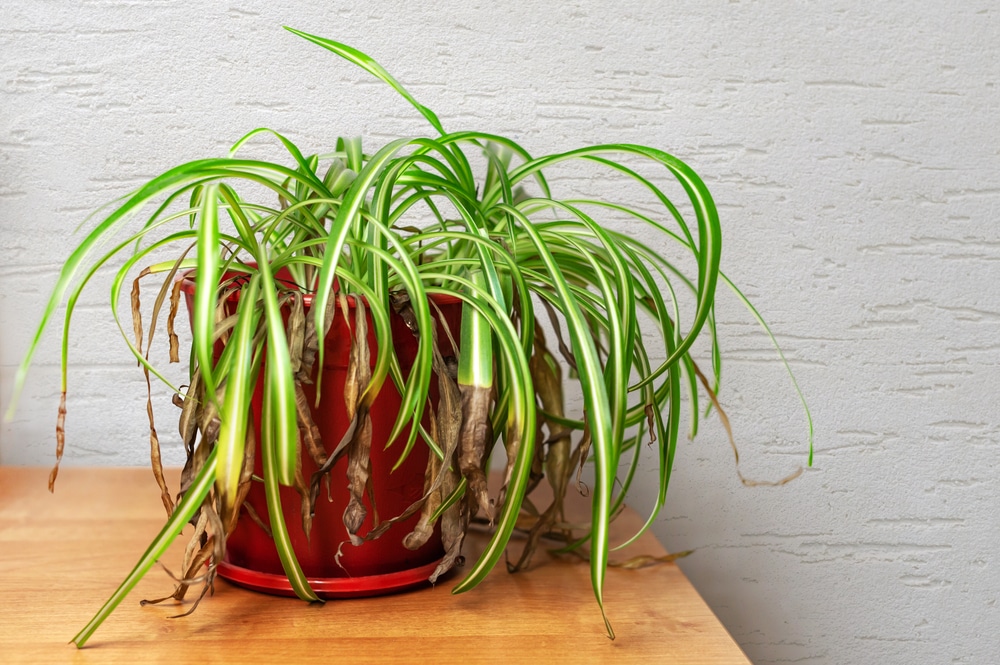 spider plant yellow leaves