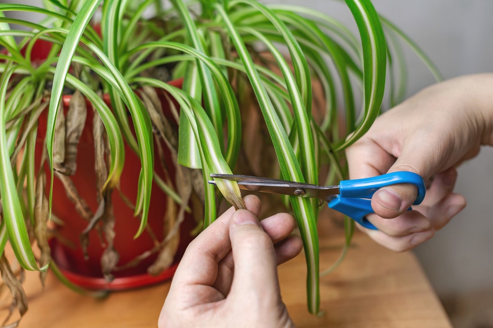 spider plant yellow leaves