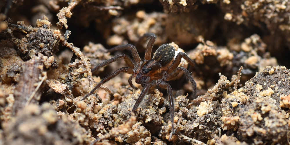 Spider Eggs in Plant Soil