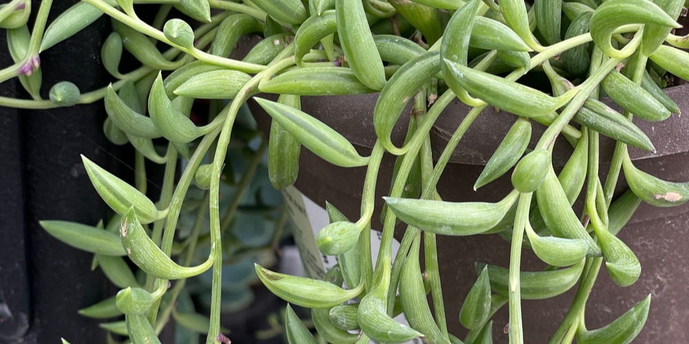 string of bananas dying