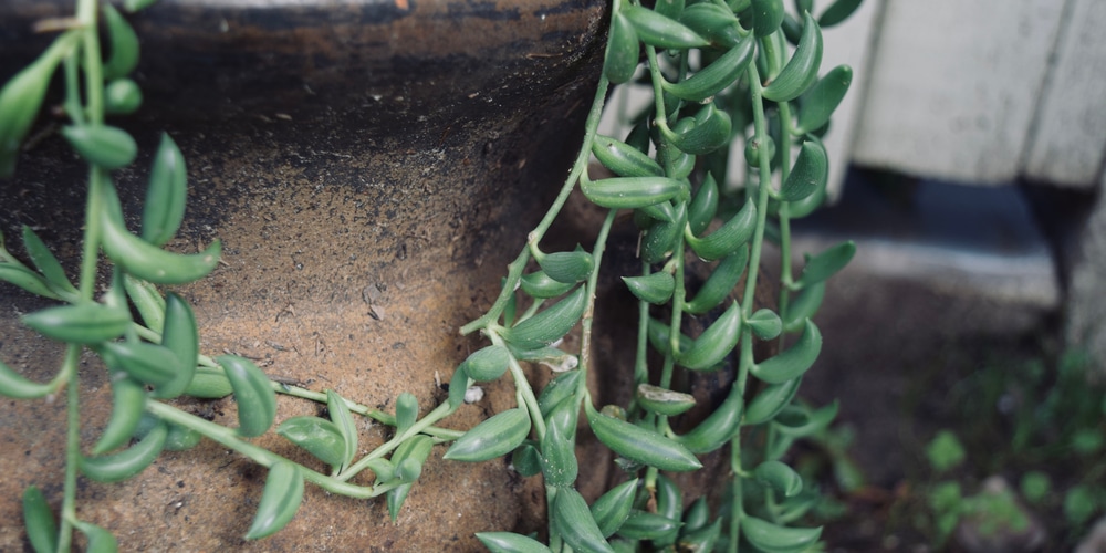 string of bananas dying