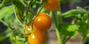 can tomatoes grow in indirect sunlight